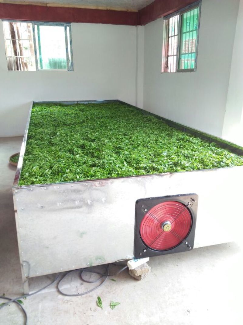 石阡苔茶特级