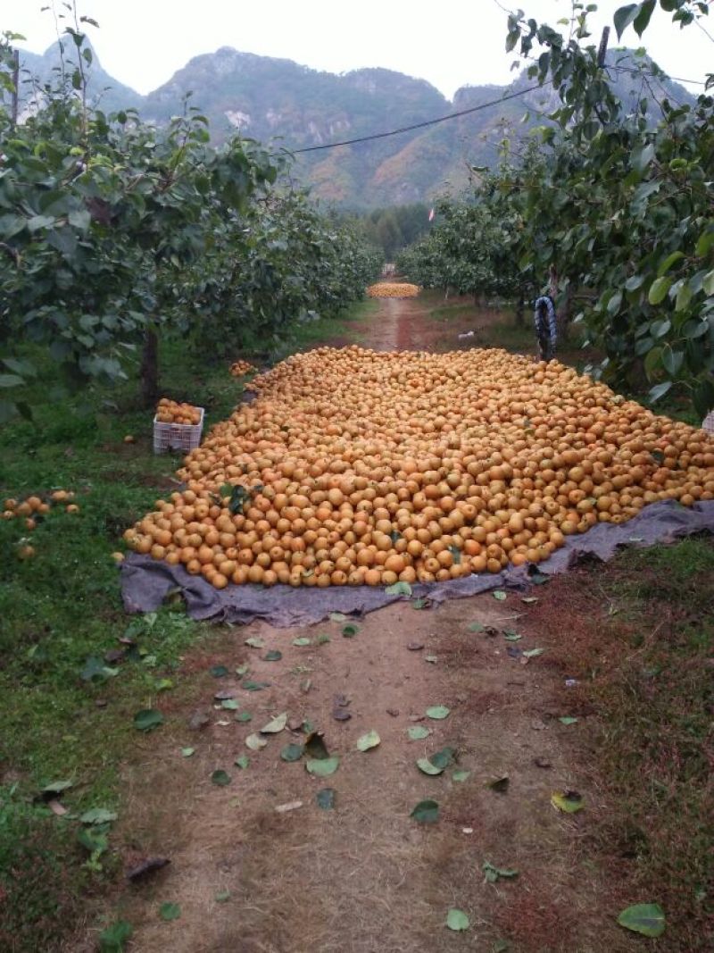 金翠香梨250~300g55mm以上公