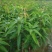 金煌芒树苗