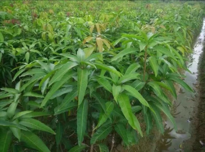 金煌芒树苗