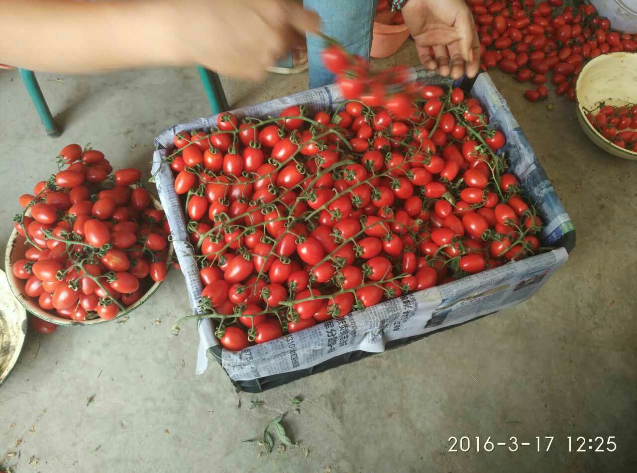 圣女果四川攀枝花东区_批发_供应-一亩田农业