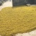 野菊花