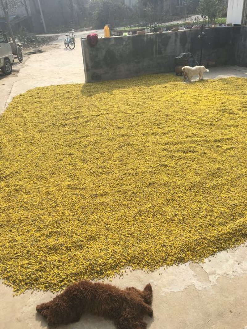 野菊花