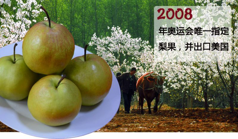 玉露香300~350g膜袋
