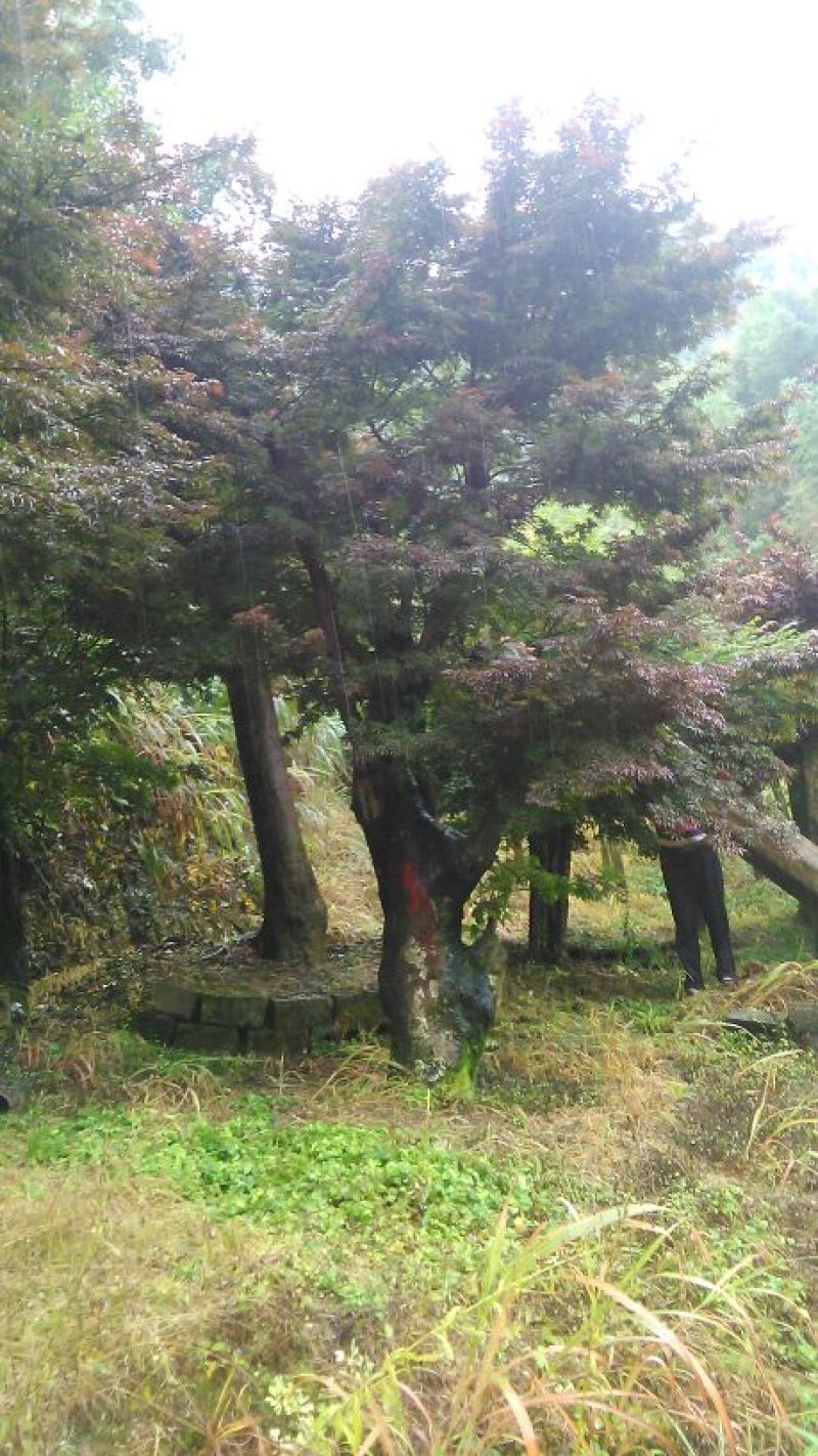 红枫古桩35cm以上