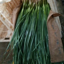红根蒜苗60~70cm