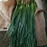 红根蒜苗60~70cm