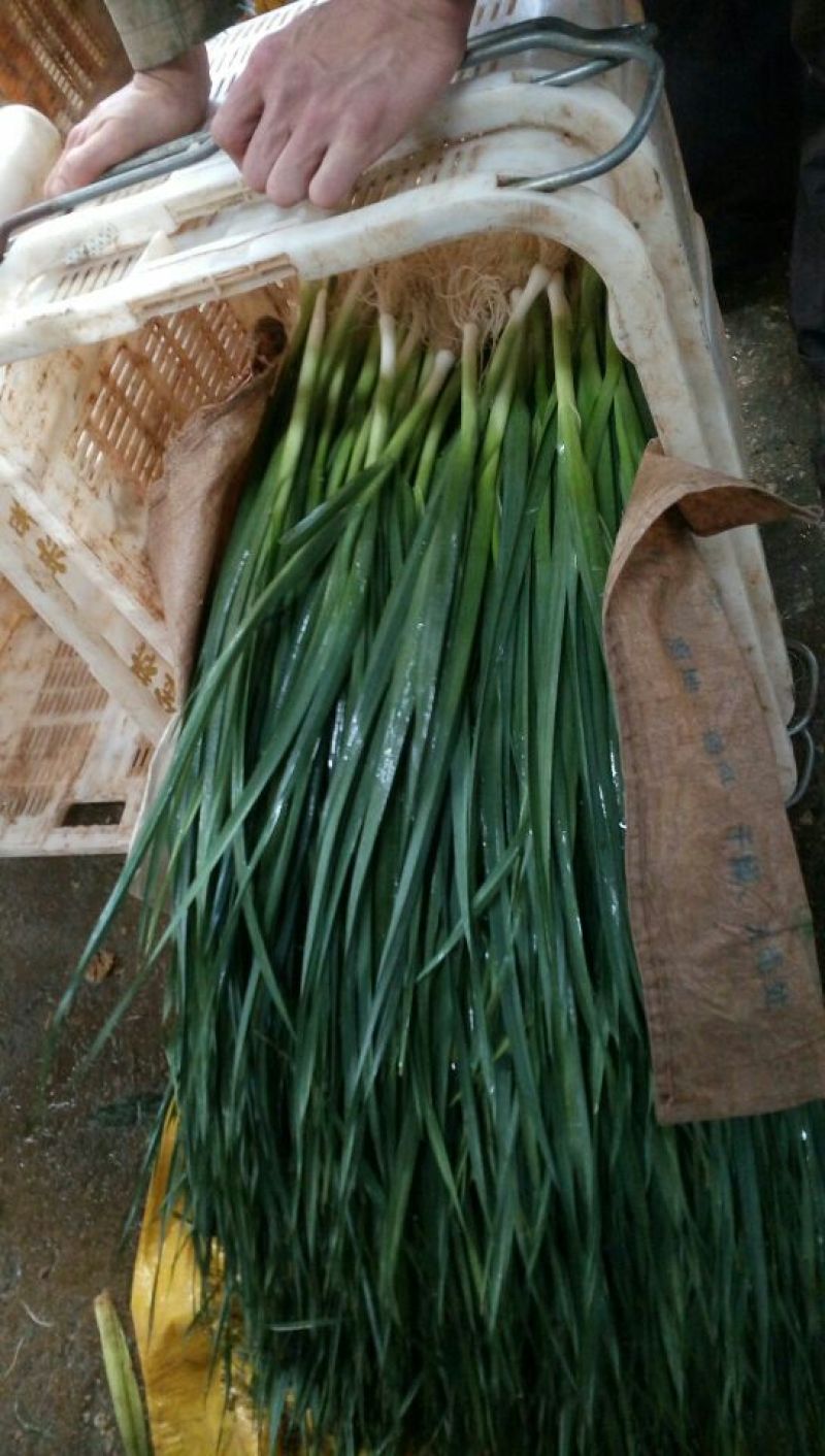红根蒜苗60~70cm