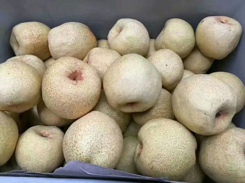 酥梨350~400g膜袋