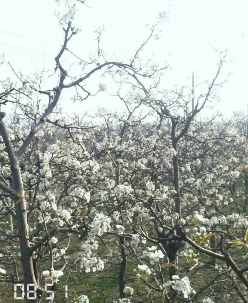 酥梨450~500g纸箱