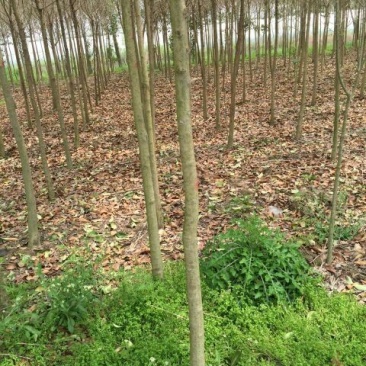 大叶女贞4cm以下4~6cm6~8cm