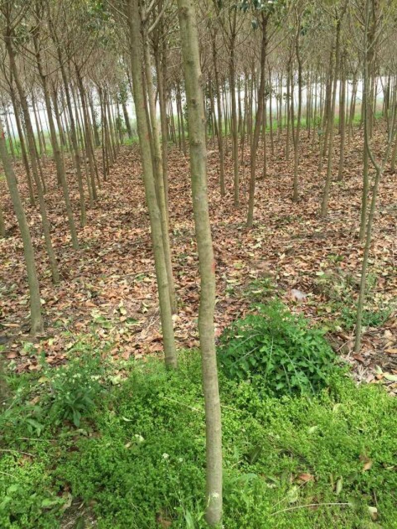 大叶女贞4cm以下4~6cm6~8cm