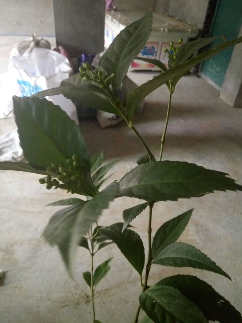 草珊瑚