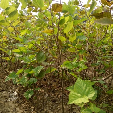 桑椹树苗台湾四季桑葚果树苗,四个季节可结果果桑苗