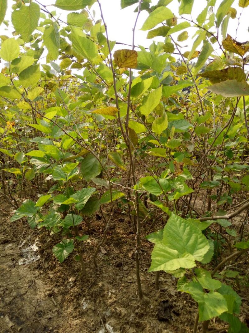 桑椹树苗台湾四季桑葚果树苗，四个季节可结果果桑苗