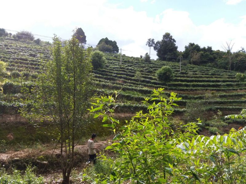 普洱茶散茶
