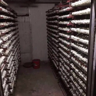 狮头鹅苗