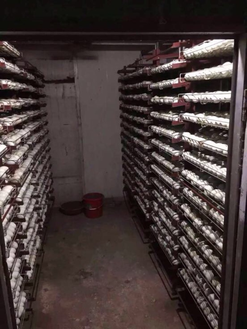 狮头鹅苗