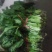 大叶菠菜30~35厘米