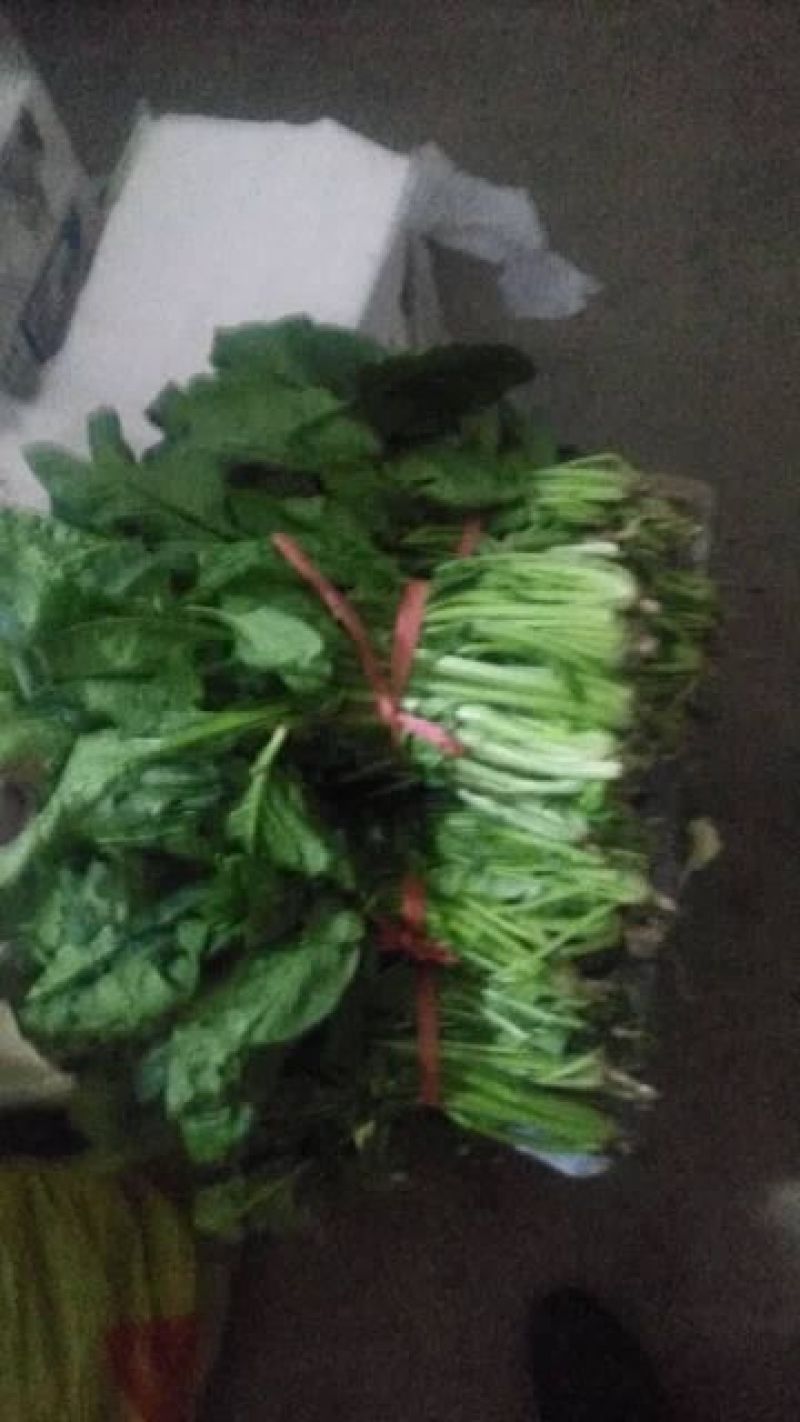 大叶菠菜30~35厘米
