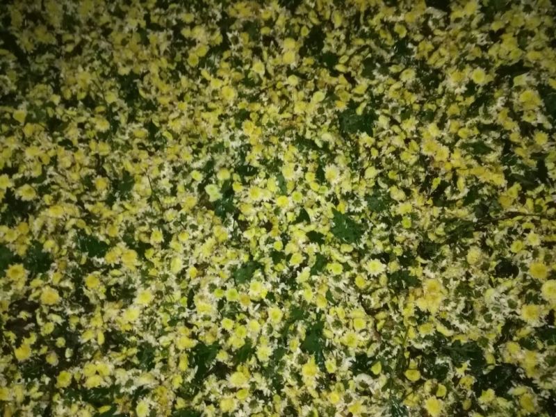 白菊花茶