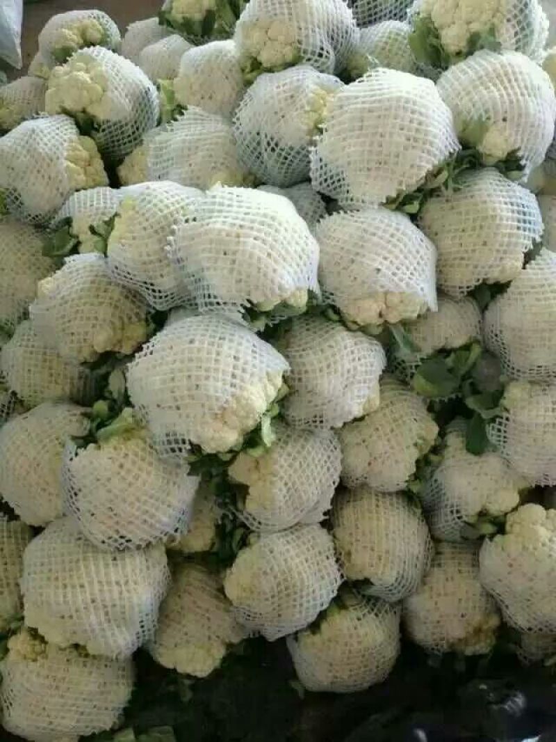 精品菜花，质量保证，产地直发，量大从优可视频看货