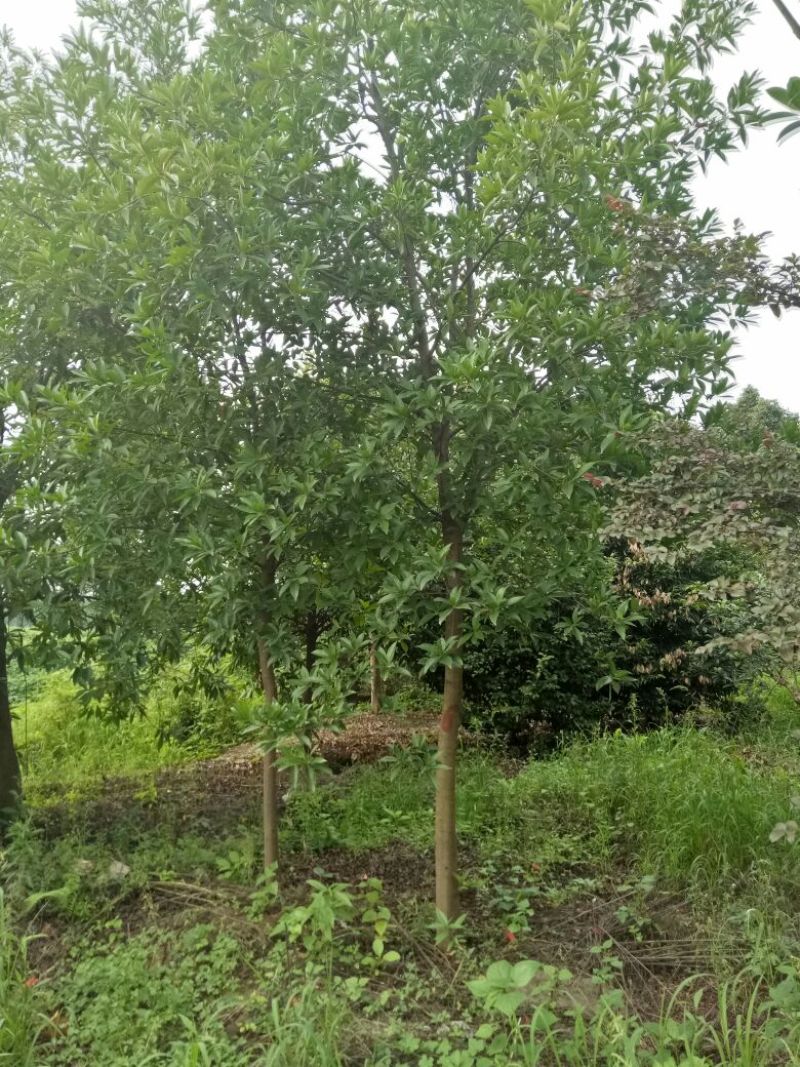杜英10~12cm8~10cm3.5~4米
