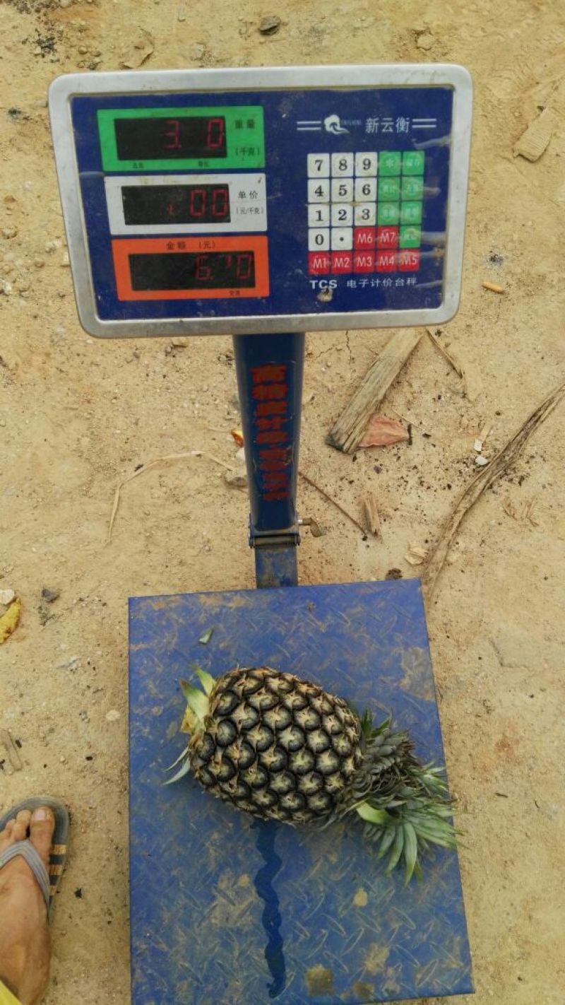 金钻十七号凤梨