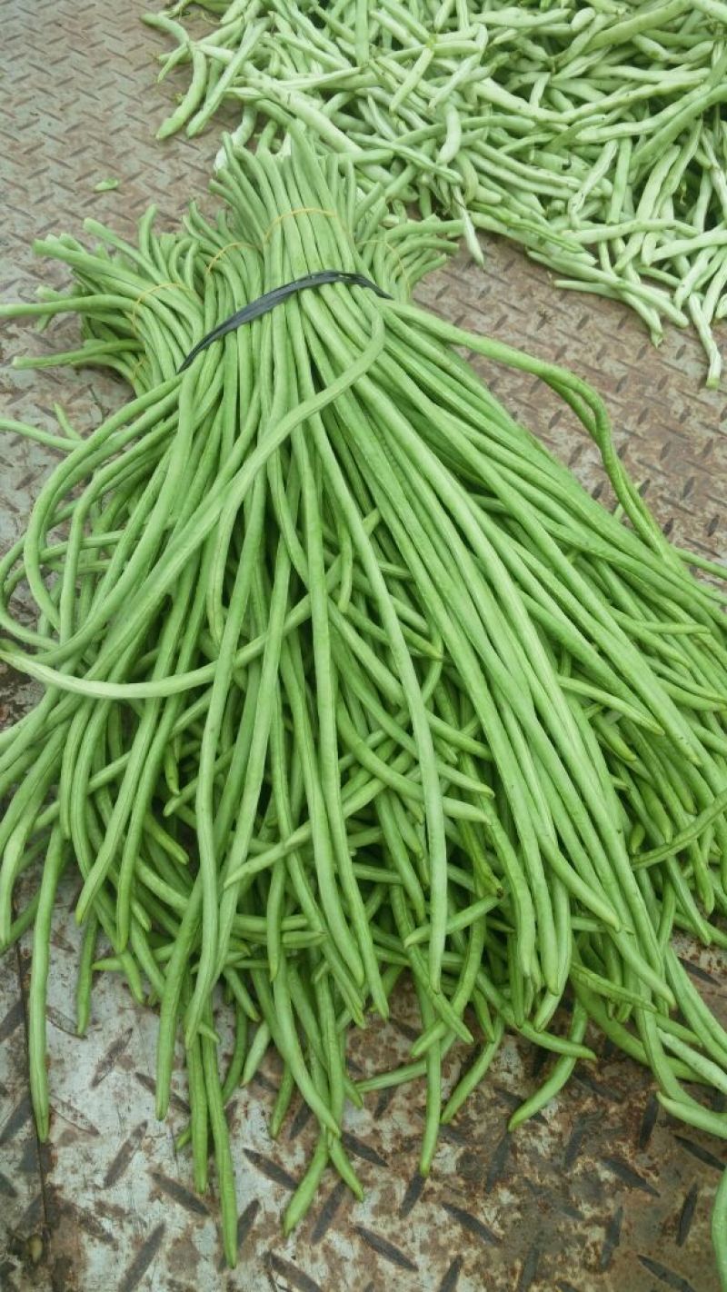 豆角70厘米以上
