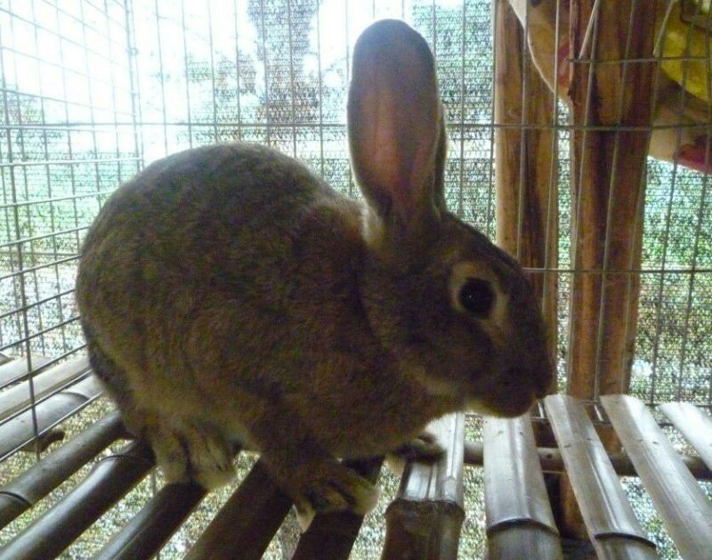 杂交野兔3~5kg