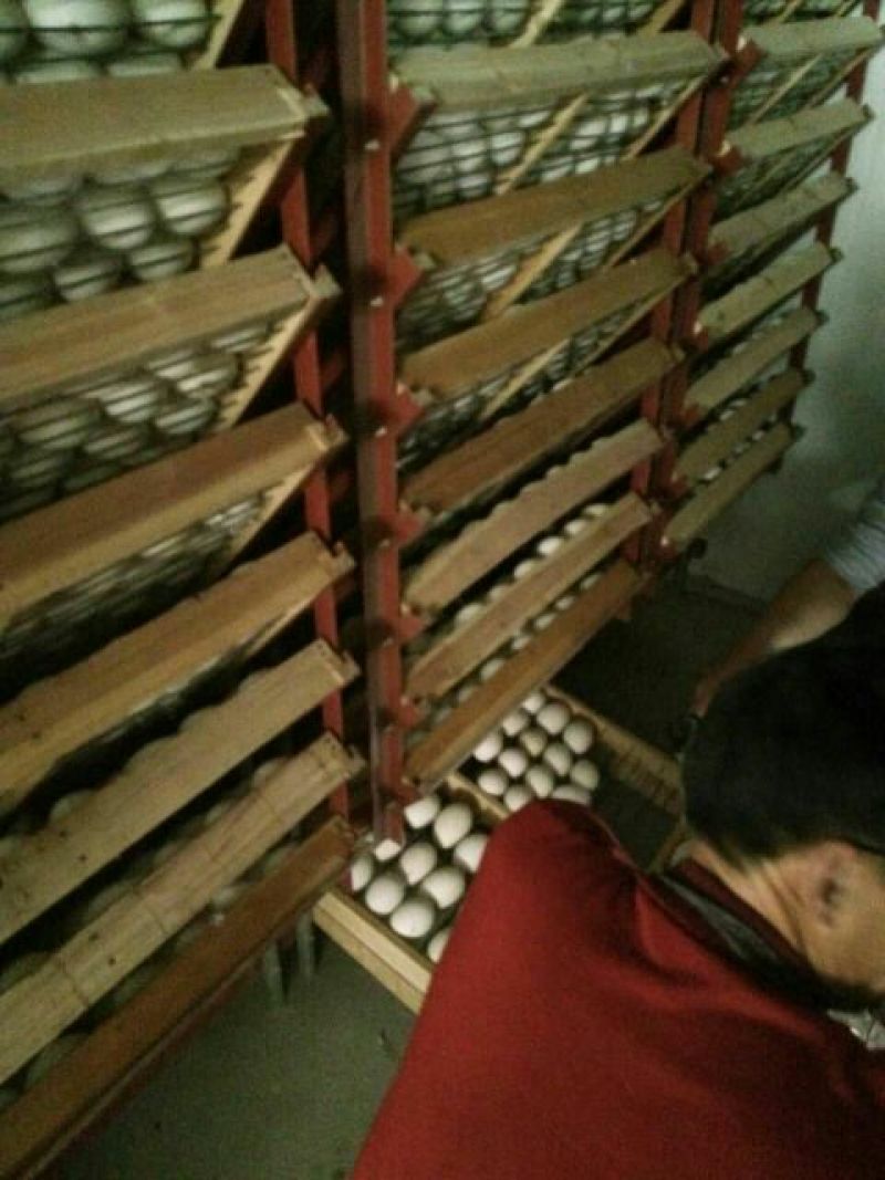 狮头鹅苗250g以下