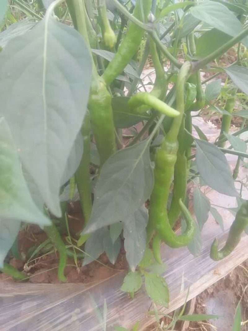 鲜辣椒10~15厘米青