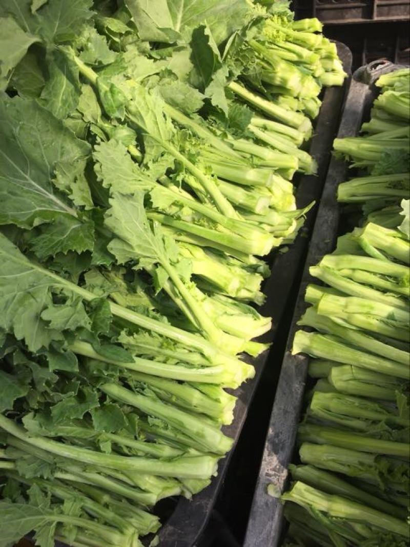 油菜苔