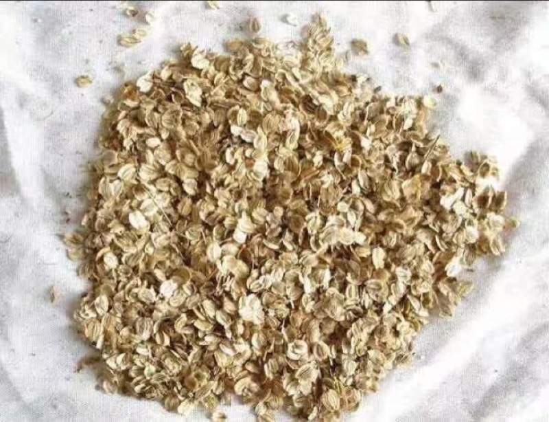 白芷种子