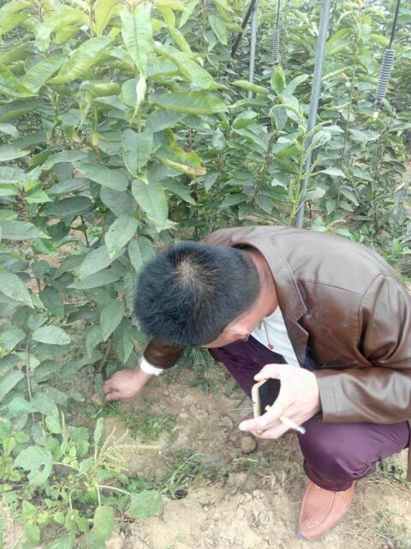 美早樱桃苗齐早樱桃苗俄罗斯8号樱桃苗品种纯