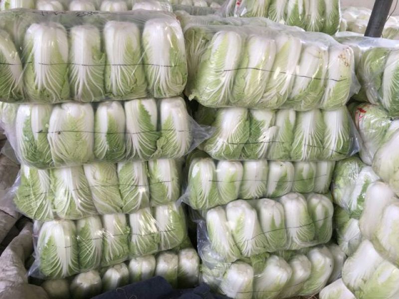 白菜，黄心大白菜，青杂三号，北京三号白菜，代发全国