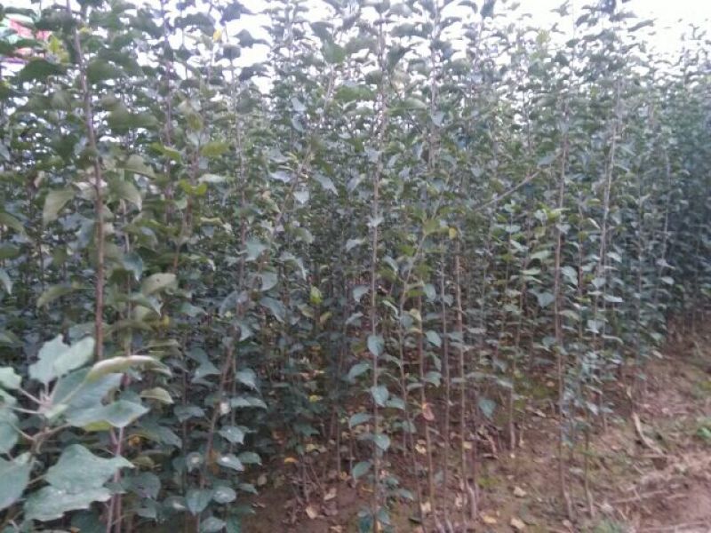 华硕苹果树2cm以下4cm以下0.5~1米