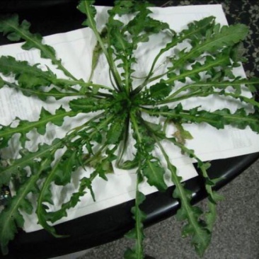 东台荠菜野生荠菜种植荠菜当季时令新鲜蔬菜现挖