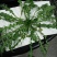 东台荠菜野生荠菜种植荠菜当季时令新鲜蔬菜现挖