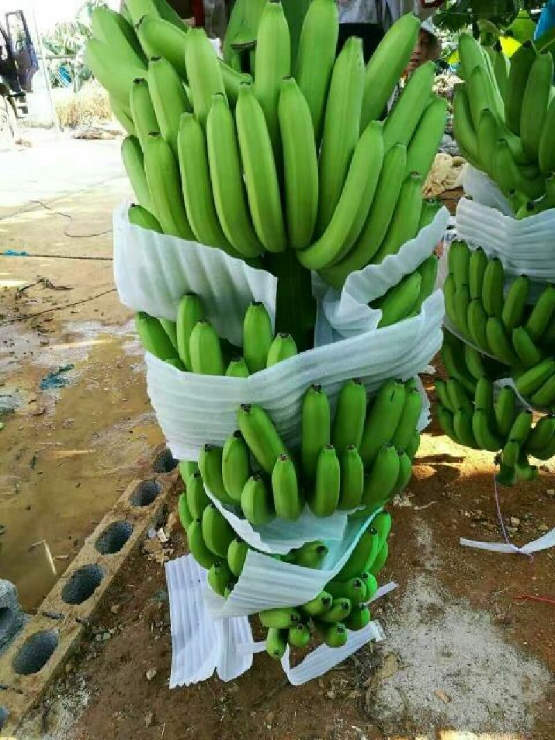 香蕉七成熟