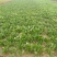 黑叶菠菜15~20厘米