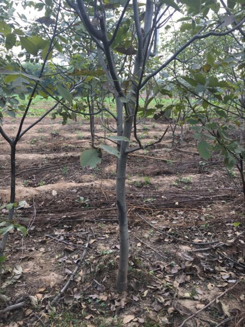 核桃树品种多规格多3-15公分量大绿化占地土球裸根