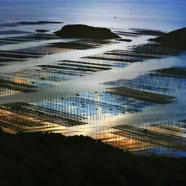 霞浦海带