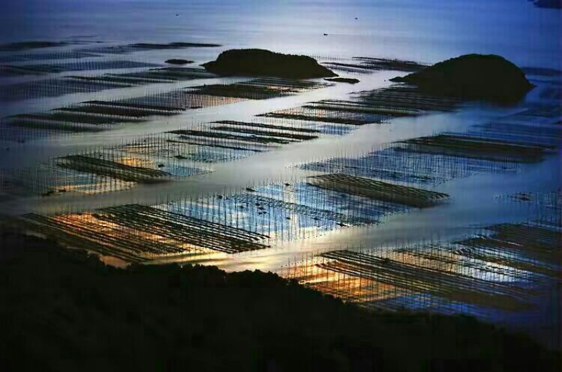 霞浦海带