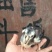 斗鸡苗