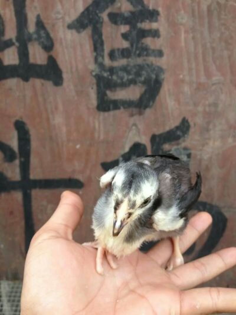 斗鸡苗