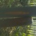 黄山栾树6~8cm4~6cm3.5~4米