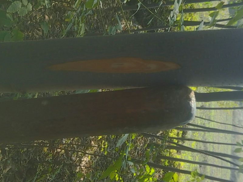 黄山栾树6~8cm4~6cm3.5~4米
