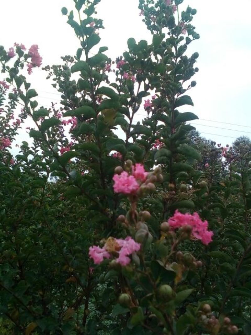 红花紫薇1~2米2~4cm1.5~2米