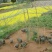青年鸡散养土鸡5~6斤